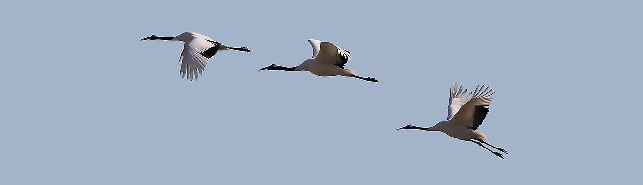 Red-crowned Cranes in Flight - South Korea Winter Birding Tour