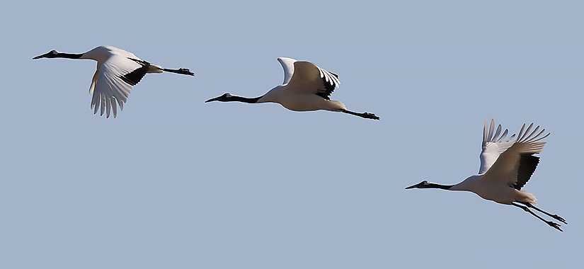 Red-crowned Cranes - South Korea birding tour