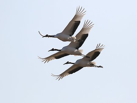 Red-crowned Cranes, Grus japonensis - South Korea birding trip