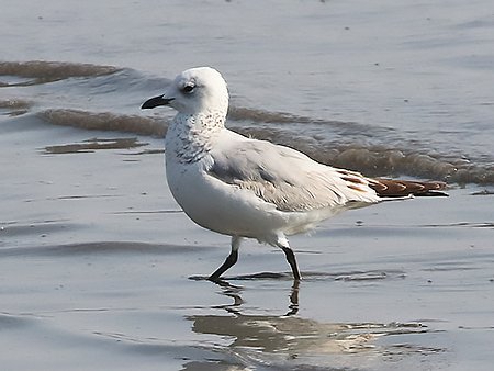 Relict Gull, Ichthyaetus relictus - birding South Koea