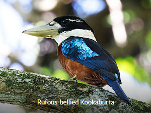 Rufous-bellied Kookaburra - West Papua Birding