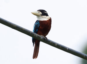 Rufous-bellied Kookaburra - West Papua Birding Tour