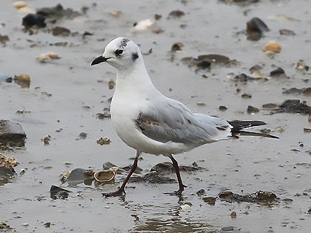 Saunders's Gull, Saundersilarus saundersi - Korean birding tours