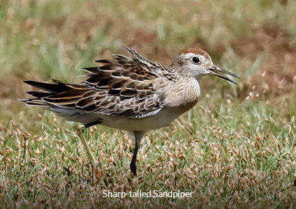 Sharp-tailed Sandpiper - West Papua Birding Trip Report