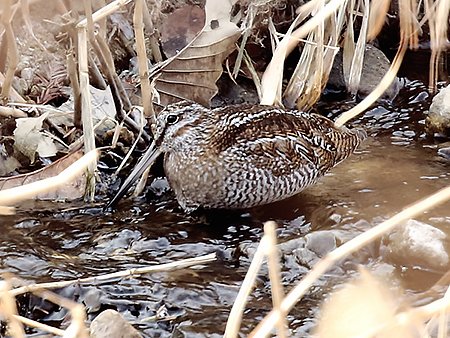 Solitary Snipe, Gallinigo solitaria - winter birding in South Korea