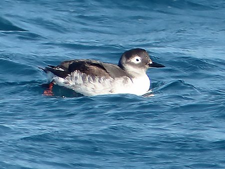 Spectacled Guillemot, Cepphus carbo - Birds Korea