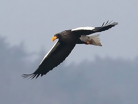Steller's Sea Eagle, Haliaeetus pelagicus - South Korea birding