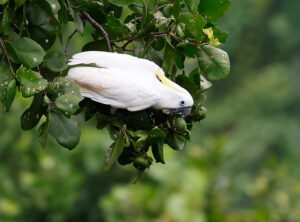 Sulphur-crested Cockatoo - West Papua Birding Tour