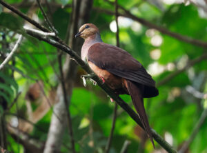 Sultan's Cuckoo Dove - West Papua Birding Tour