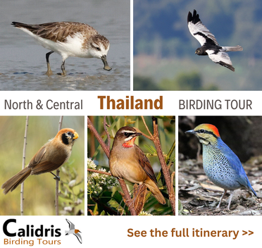 Thailand Birding Tour