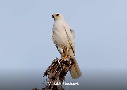 Variable Goshawk - West Papua Birding Trip Report