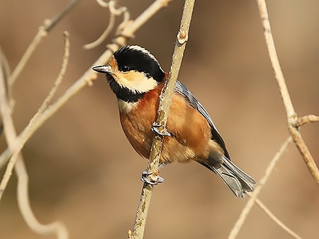 Varied Tit, Sittiparus varius - South Korea winter birding tour