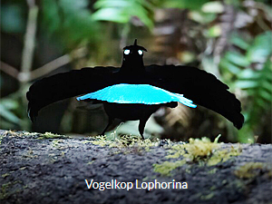 Vogelkop Lophorina - West Papua Birding Tour