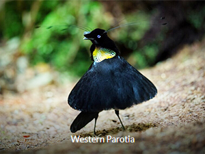 Western Parotia - West Papua Birding Tour