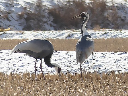 White-naped Cranes, Antigone vipio - South Korea winter birding tour