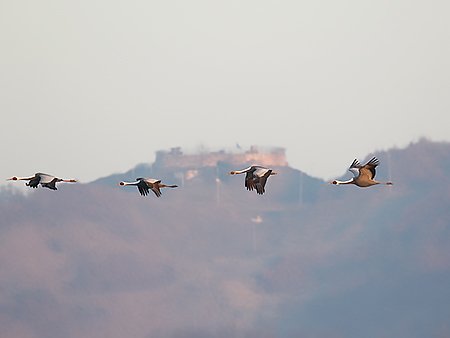 White-naped Cranes, Antigone vipio - winter birding South Korea