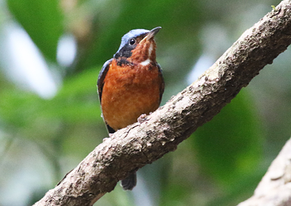 White-throated Rockthrush - birding in Cambodia photo gallery