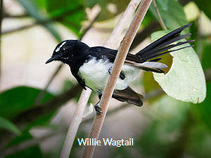 Willia Wagtail - West Papua Bird Watching