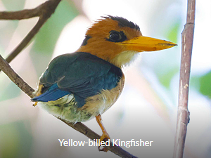 Yellow-billed Kingfisher - Birding West Papua