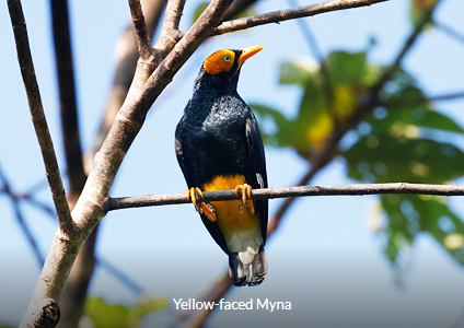 Yellow-faced Myna - West Papua Birding Trip Report