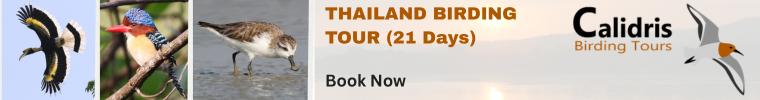 Thailand Birdwatching Tour