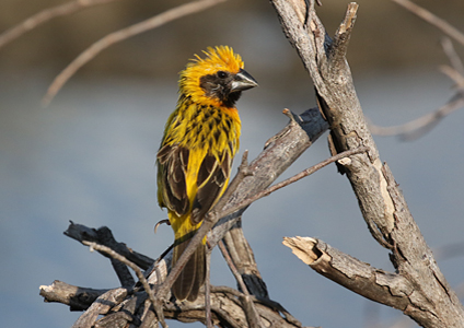 Asian Golden Weaver - birding in Cambodia photo gallery