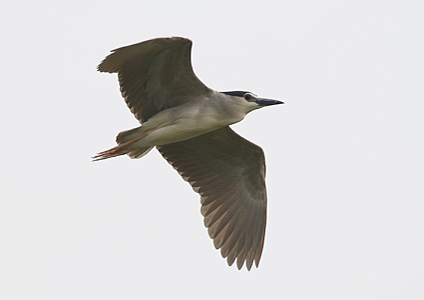 Black-crowned Night Heron - birding in Cambodia photo gallery