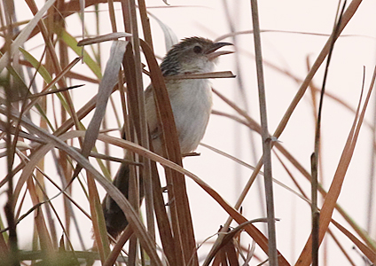 Chinese Grassbird - birding in Cambodia photo gallery