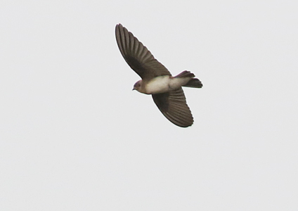 Grey-throated Martin - birding in Cambodia photo gallery