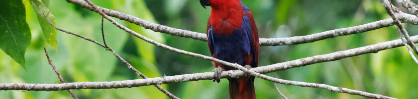 Papuan Eclectus