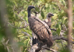 Slender-billed Vulture - Cambodia birding photo gallery