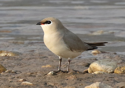 Small Pratincole - birding in Cambodia photo gallery