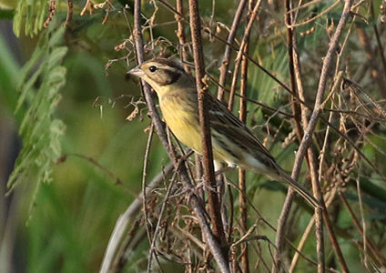 Yellow-breasted Bunting - birding in Cambodia photo gallery