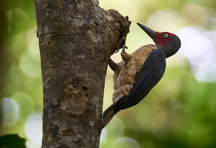 Ashy Woodpecker Dumoga Bone