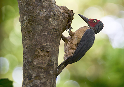 Ashy Woodpecker - Sulawesi birding
