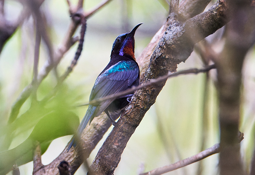Copper-throated Sunbird