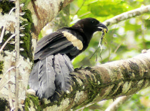 Goliath Coucal