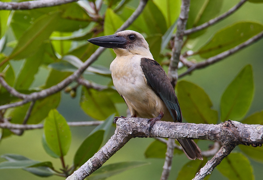 Great-billed Kingfisher Tangkoko Nature Reserve