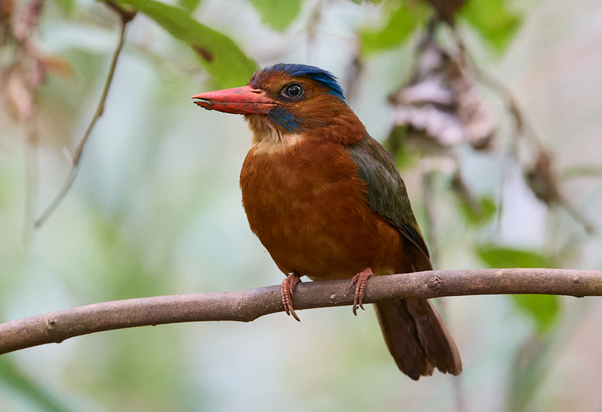 Green-backed Kingfisher Tangkoko Nature Reserve