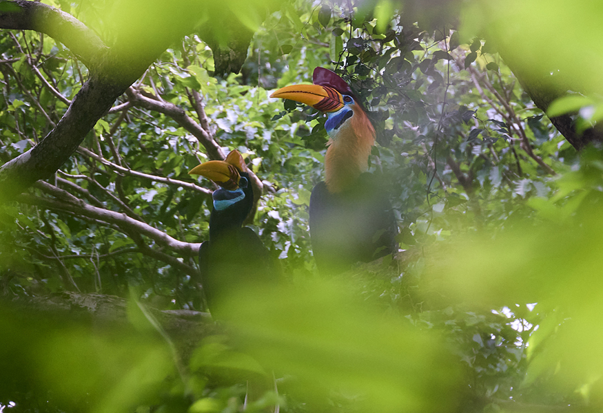 Knobbed Hornbill Tangkoko Nature Reserve