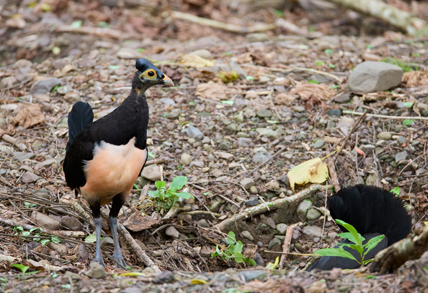 Maleo Dumoga Bone