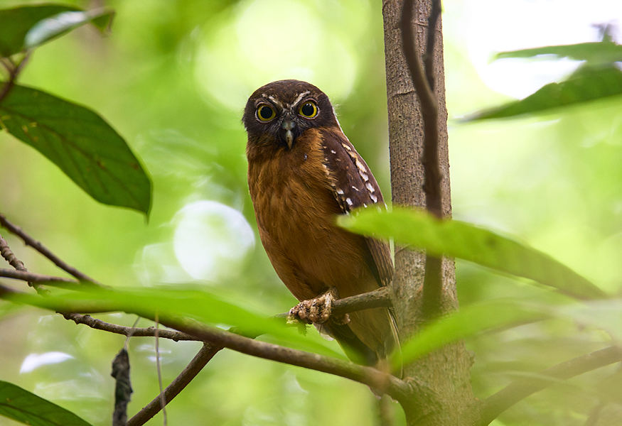 Ochre-bellied Boobook Tangkoko Nature Reserve