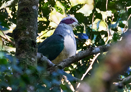 Red-eared Fruit Dove - birding in Sulawesi photo gallery
