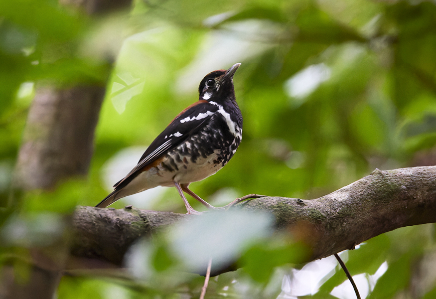 Rusty-backed Thrush Tangkoko Nature Reserve