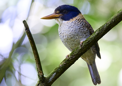 Scaly-breasted Kingfisher - Birding in Sulawesi photo gallery