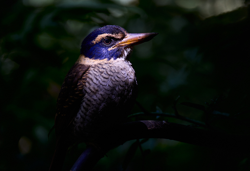Scaly-breasted Kingfisher Gunung Mahawu