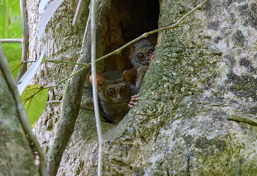Spectral Tarsier Tangkoko Nature Reserve