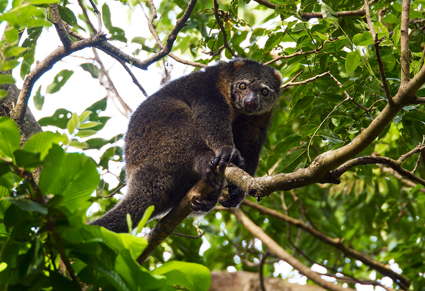 Sulawesi Bear Cuscus Tangkoko Nature Reserve