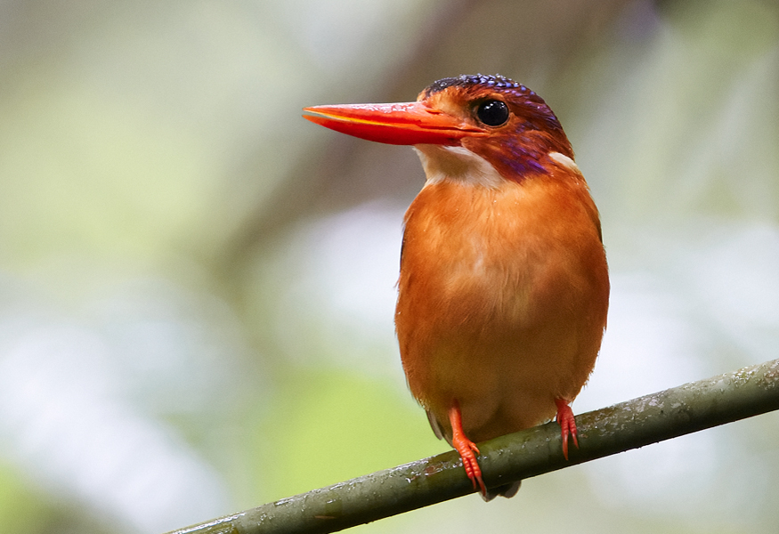 Sulawesi Dwarf Kingfisher Tangkoko Nature Reserve