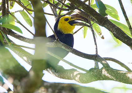Sulawesi Hornbill - birding in Sulawesi